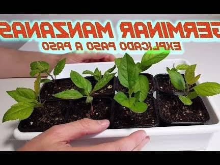 C Mo Sembrar Las Semillas De Manzana Para Obtener Una Planta