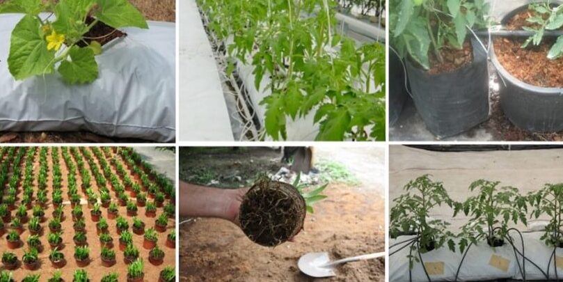 lechuga en hidroponia opiniones precio y 12 caracter