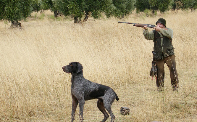 mulas mecanicas de segunda mano en castilla