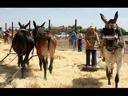 mulas mecanicas de segunda mano en rioja