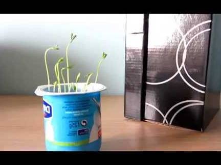actividad de plantar una semilla en un vaso con algodon