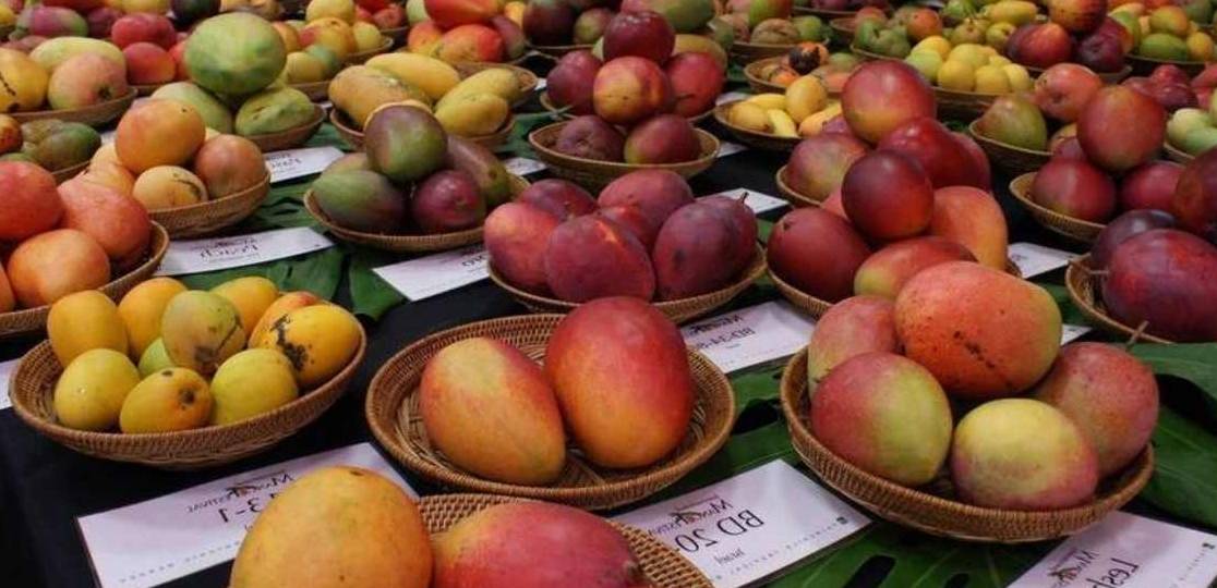 ¿Cómo es el cultivo de mango en la República Dominicana?