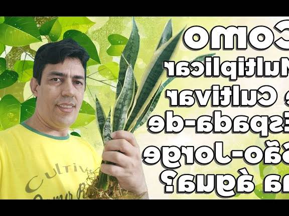 como plantar la espada de sao jorge en el agua