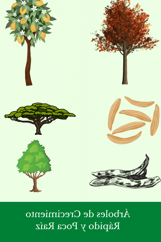 como plantar un arbol para que no levante la banqueta