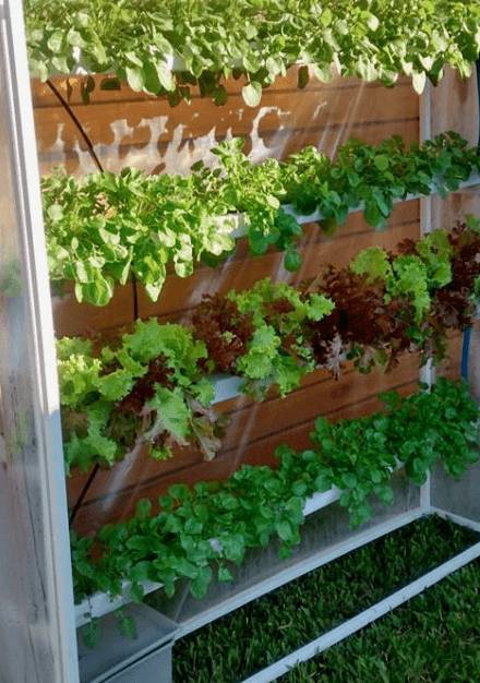 como se hace un cultivo hidroponico casero con una botella de plastico