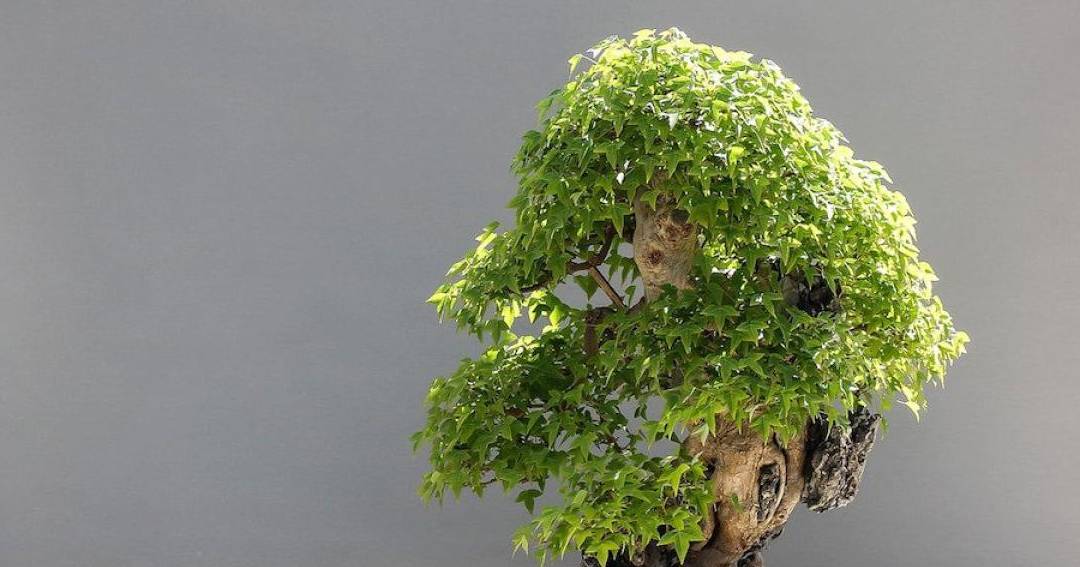 como se llama el arte de cultivar arboles en miniatura