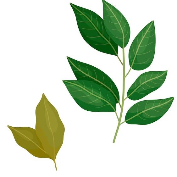 como se planta el laurel a partir de una rama