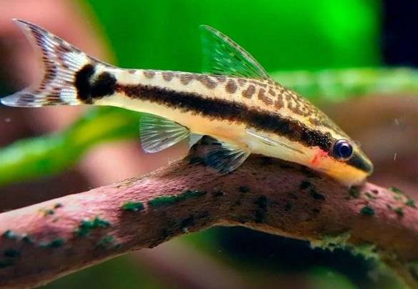 como se plantan las semillas en un acuario lleno de agua