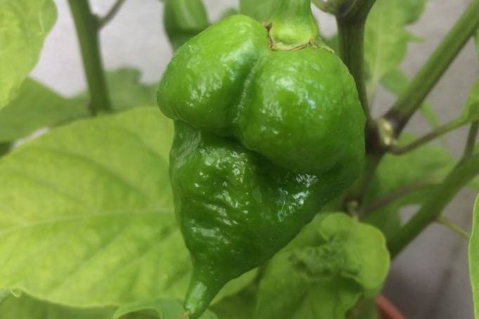 como se realiza el cultivo de chile habanero en un invernadero