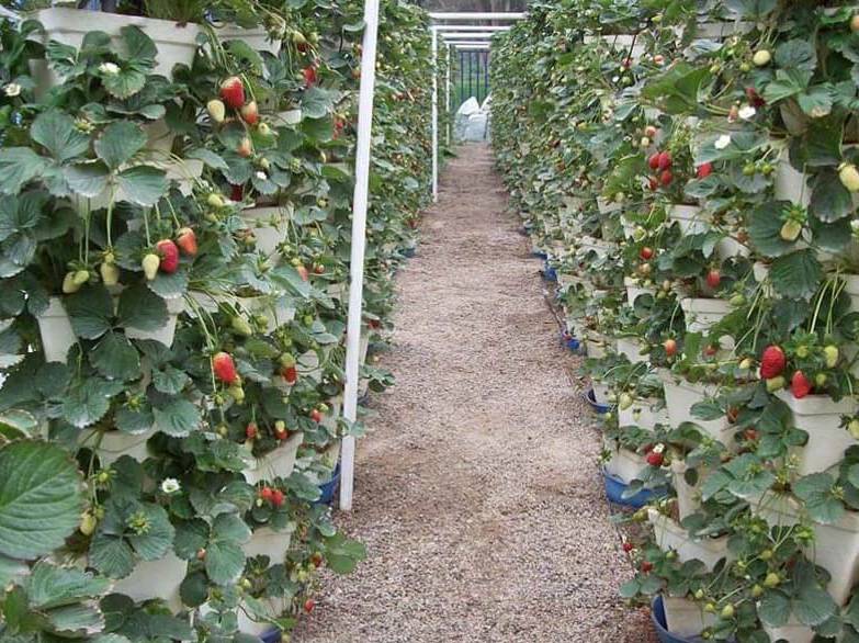 como se realiza el cultivo de fresas en tubo de pvc