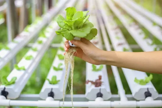 ¿Cómo se realiza el cultivo de lechuga hidropónica con raíz flotante?