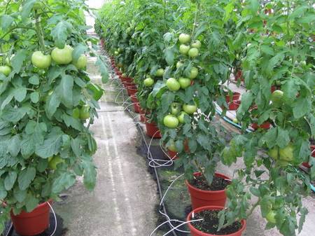 como se realiza el cultivo de tomate en un invernadero casero