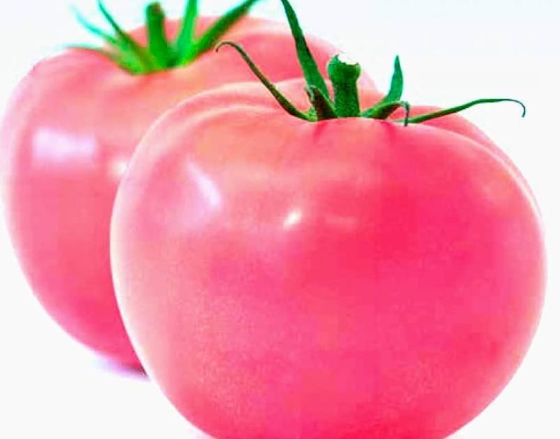 como se realiza el cultivo de tomates en botellas colgantes