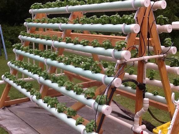como se realiza el cultivo hidroponico de lechuga en el sistema nft