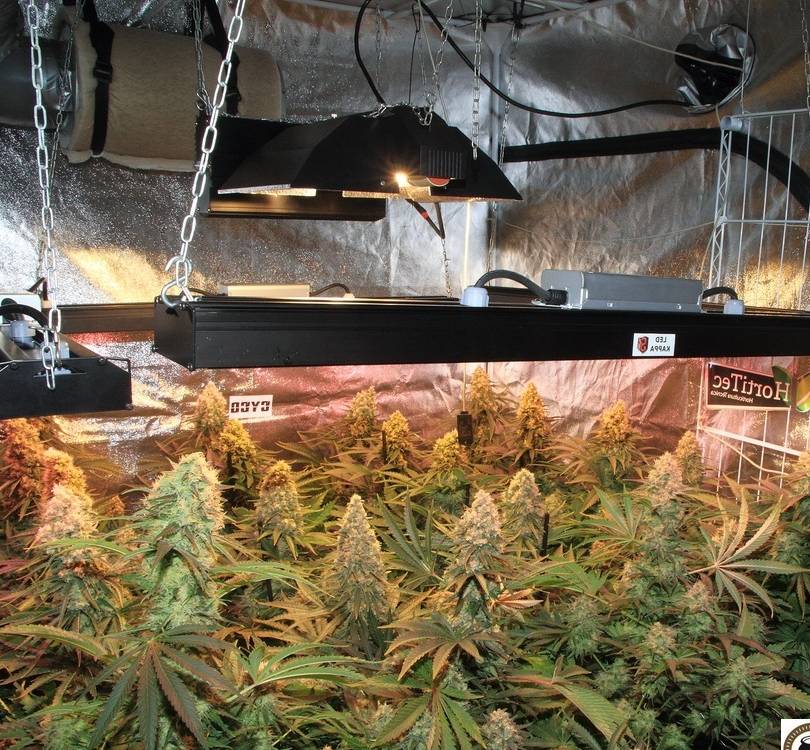 como se realiza el cultivo indoor con led paso a paso