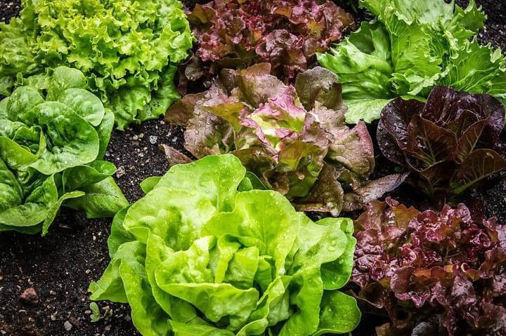 cual es el calendario del huerto que se debe plantar en febrero