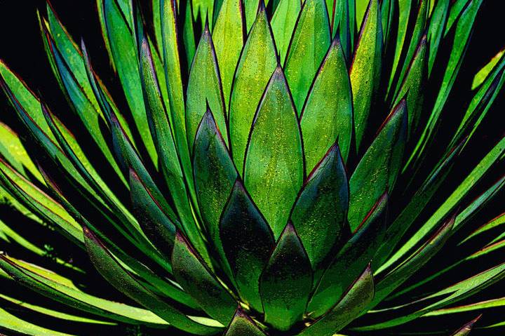 cual es el precio de la planta de agave para plantar