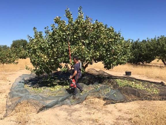 cual es el precio de los arboles de pistachos para plantar