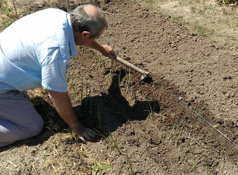 cual es el precio de una mulilla para arar la huerta