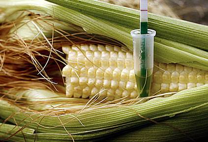 cual es la cadena alimentaria que puede darse en un cultivo