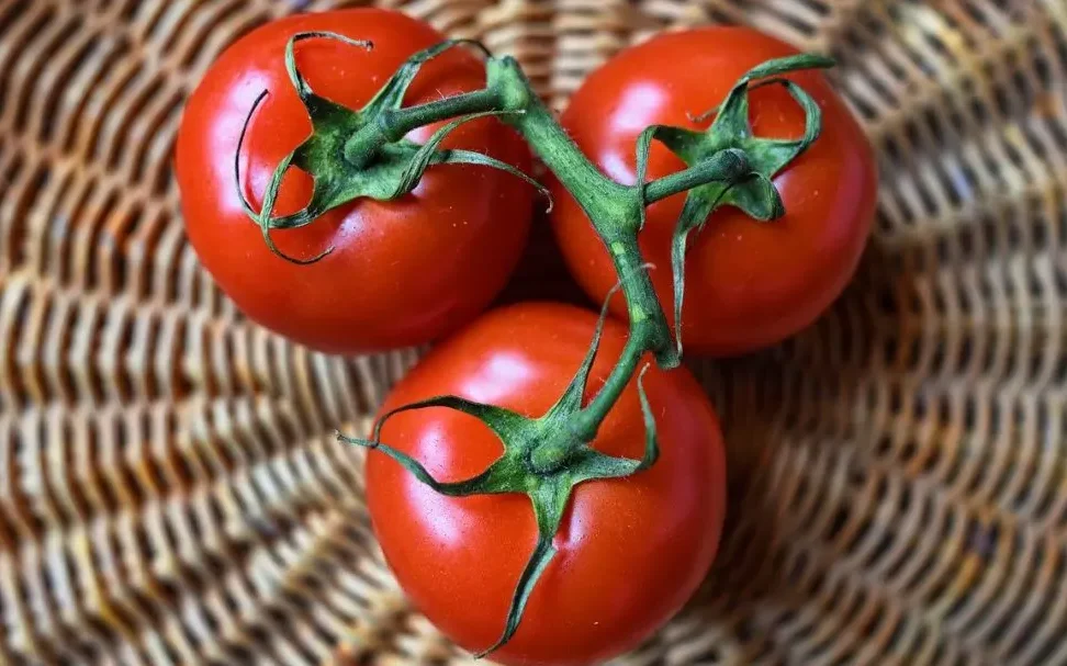 cual es la cantidad de agua necesaria para el cultivo de tomate