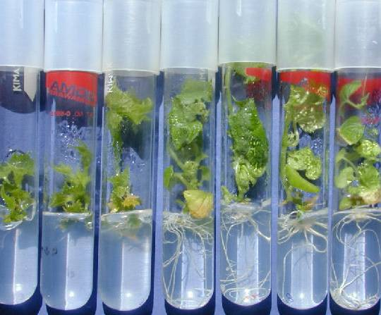 cual es la funcion de las auxinas y citoquininas en el cultivo in vitro