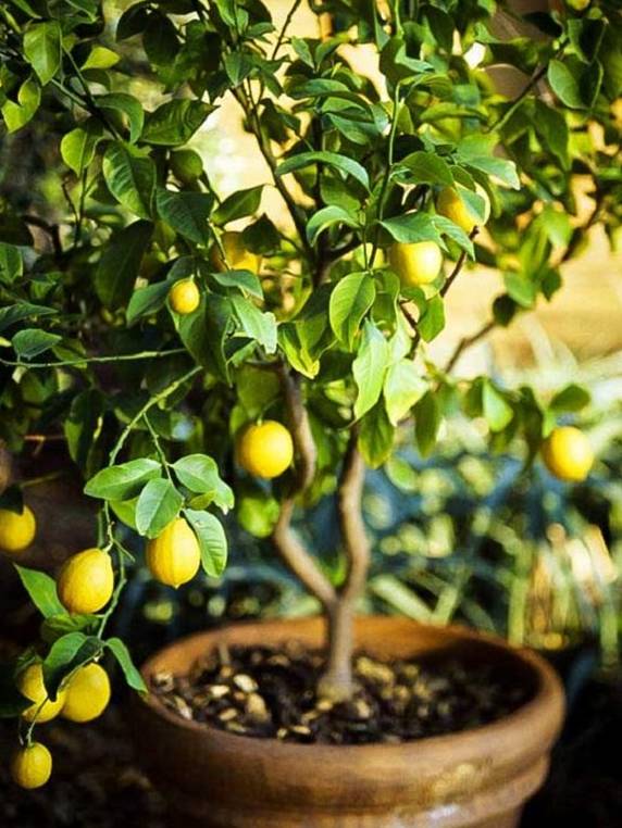 cuales son las plantas comestibles que se pueden cultivar en macetas