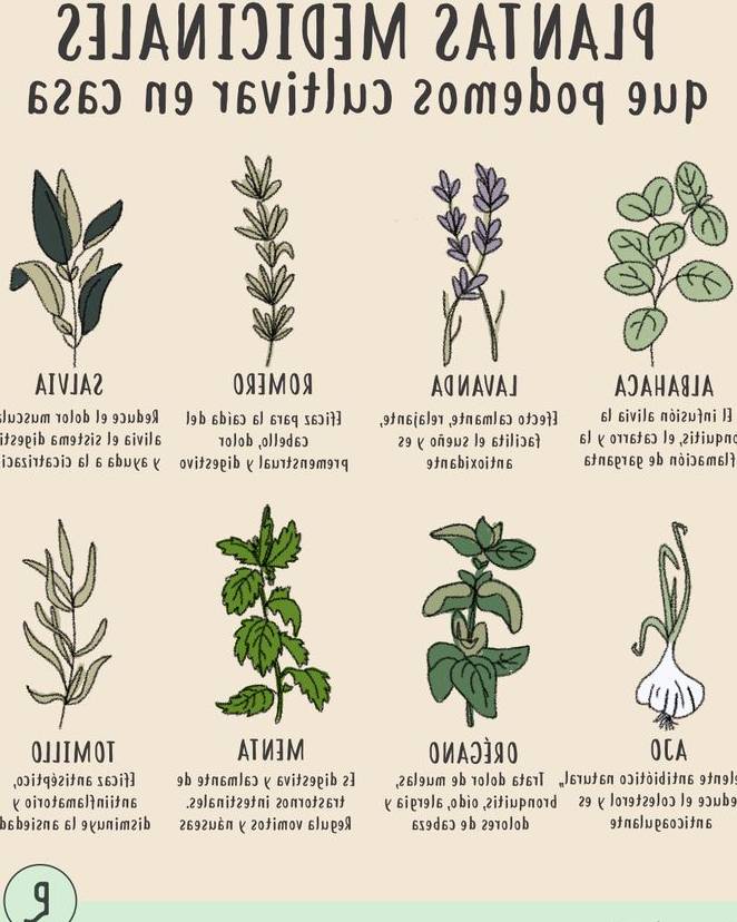 ¿Cuáles son las plantas medicinales que se pueden cultivar en casa?