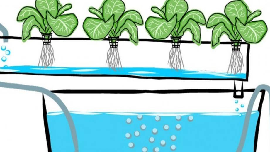 cuales son las plantas que se pueden cultivar en hidroponia