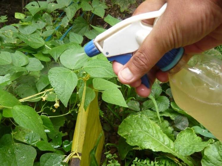 cuales son las plantas repelentes de plagas en los cultivos