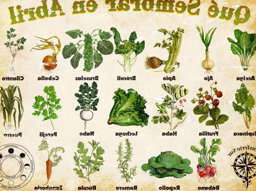 cuales son las verduras que se pueden cultivar en casa