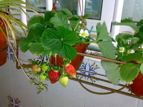 cuales son los frutos que se pueden sembrar en macetas