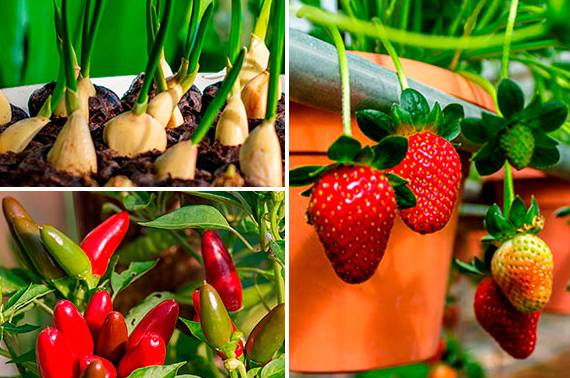 Cuáles son los lugares donde se cultivan plantas para la venta?】