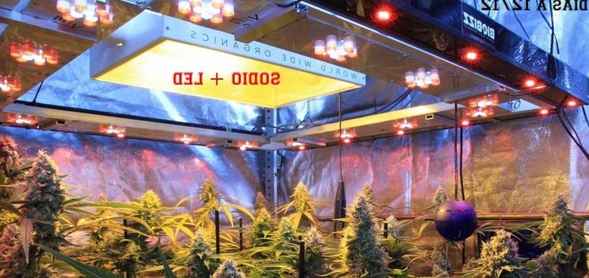 cuales son los tipos de luz para el cultivo indoor