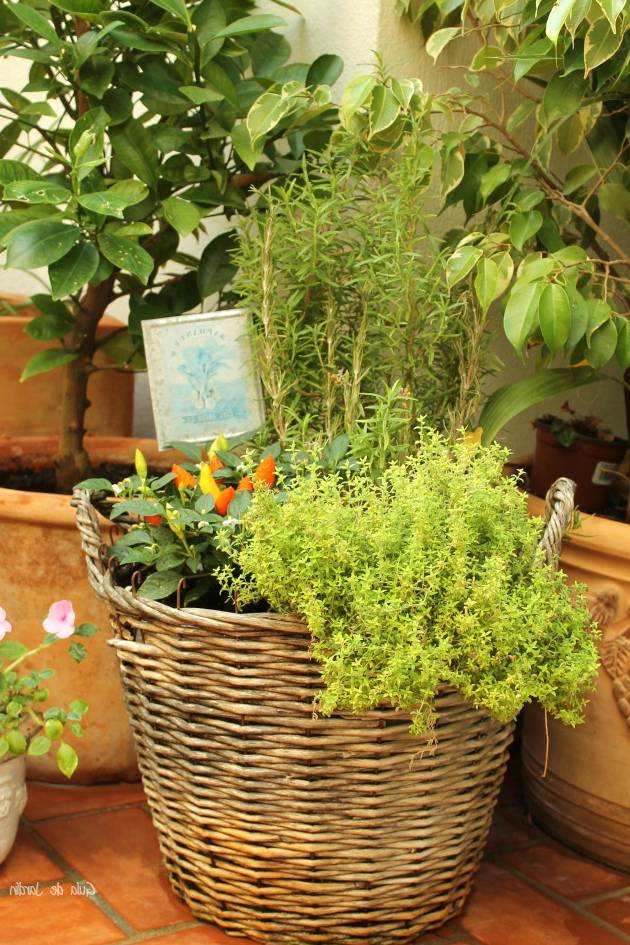 cuales son los vegetales que se pueden cultivar en macetas