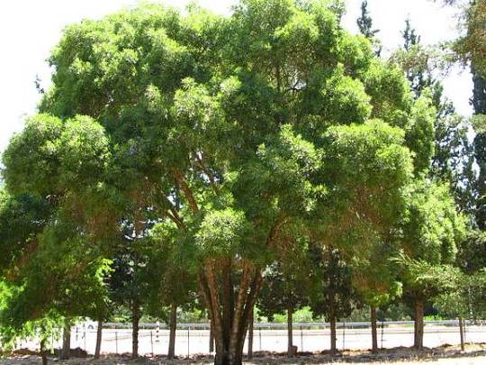 cuantos arboles necesitan plantar para compensar sus emisiones de co2
