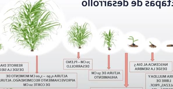cuantos kilos de semilla de alfalfa se necesitan para sembrar una hectarea