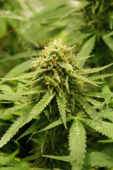 donde puedo encontrar bombillas de bajo consumo para el cultivo interior