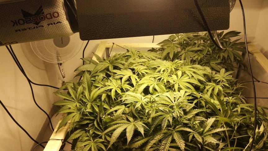 donde puedo encontrar focos de 1000w para cultivo en el foro