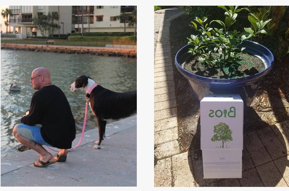es posible plantar un arbol con las cenizas de un difunto