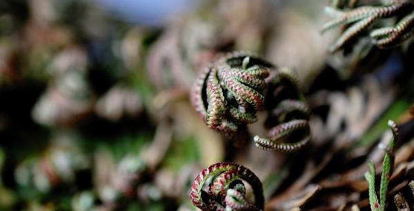 la rosa de jerico se puede plantar en la tierra