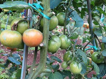 Los 7 pecados mortales del cultivo de tomate en maceta