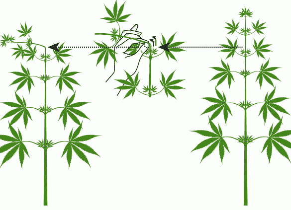 que es la tabla de cultivo interior de top crop