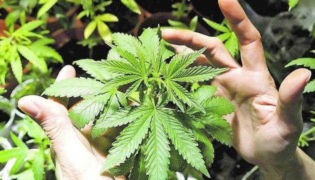 que es lo primero que debemos hacer antes de plantar