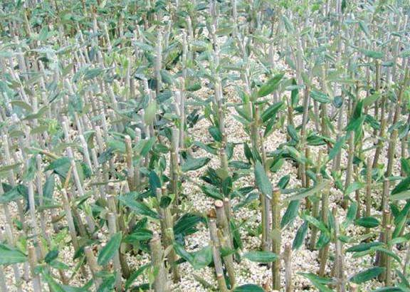 que es una persona que se dedica al cultivo del olivo